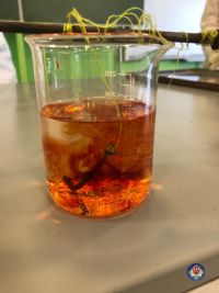 pokazy chemiczne 2021 (25).jpg